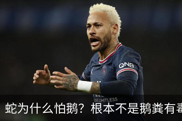 蛇为什么怕鹅？根本不是鹅粪有毒！真正原因是大鹅三大绝杀技能